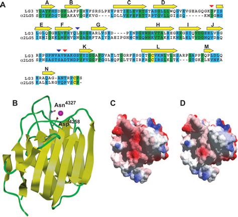 Sequence Alignment Of Endorepellin Lg With Laminin G Domain And