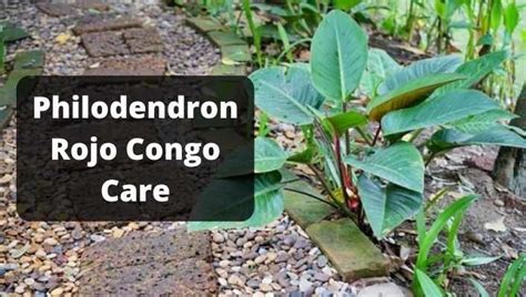 Philodendron Rojo Congo Care And Growing Guide Red Congo