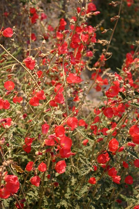 Sphaeralcea Ambigua Louis Hamilton™ Louis Hamilton™ Globe Mallow