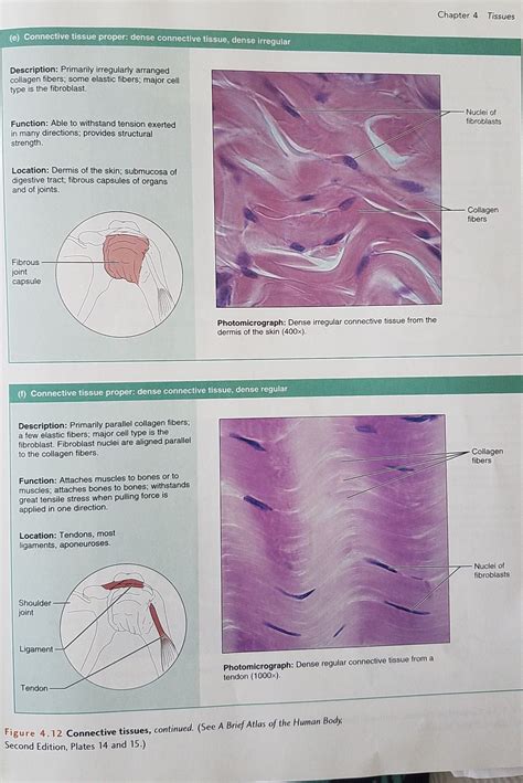 Dense Regular Connective Tissue Diagram Connective Collagen