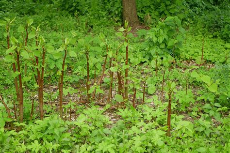 Japanese Knotweed Management Plan