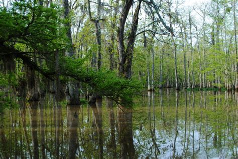 Pleasantly Surprised: A New Orleans Swamp Tour | The Suitcase Scholar