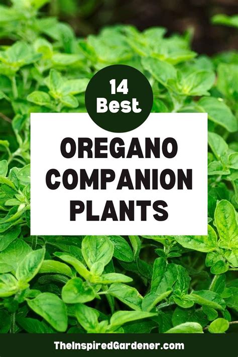 The Best Oregano Companion Plants And What To Avoid