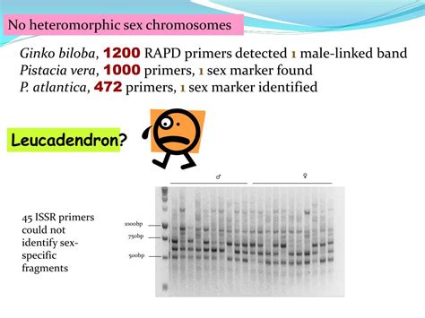 Ppt Sex Determination Powerpoint Presentation Free Download Id850134