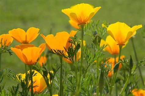 What Is the State Flower of California? Symbols, Facts & FAQ | House Grail