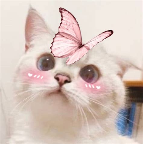 Kitty Pfp🐱🦋 Cat Icon Cat Aesthetic Cute Cats