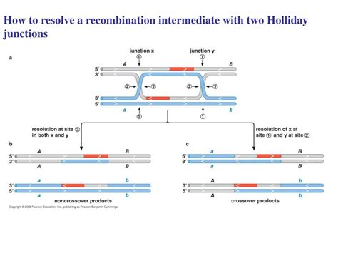 Ppt Genetic Recombination 1 Homologous R Ecombination 2 Site Specific R Ecombination