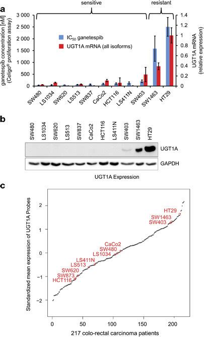 Ganetespib Resistance And Correlating Expression Levels Of UGT1A In