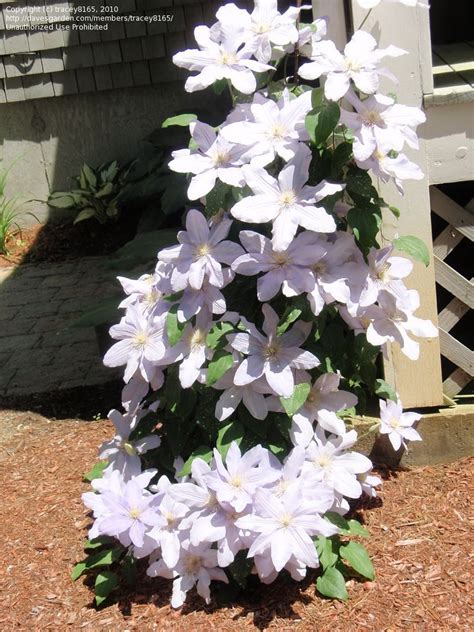 Plantfiles Pictures Early Large Flowered Clematis Silver Moon