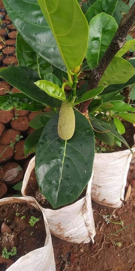 2 Feet Grafted Jackfruit Plant At Rs 85 Plant In Chhindwara ID