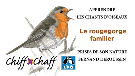 Apprendre Les Chants D Oiseaux Le Rougegorge Familier Chiff Chaff