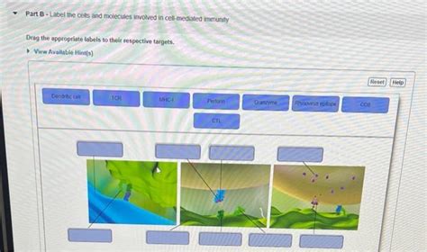 Solved Part B Label The Cells And Molecules Involved In Chegg