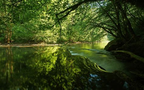 壁纸 阳光 树木 景观 森林 湖 性质 反射 科 绿色 河 荒野 池塘 丛林 流 雨林 湿地 秋季 叶