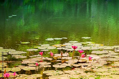 Red Water Lily National Flower Of Sri Lanka And Bangladesh Stock Photo