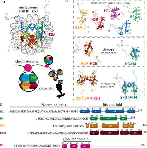 Structures Of The Nucleosome And Histones A Top A Structure Of The