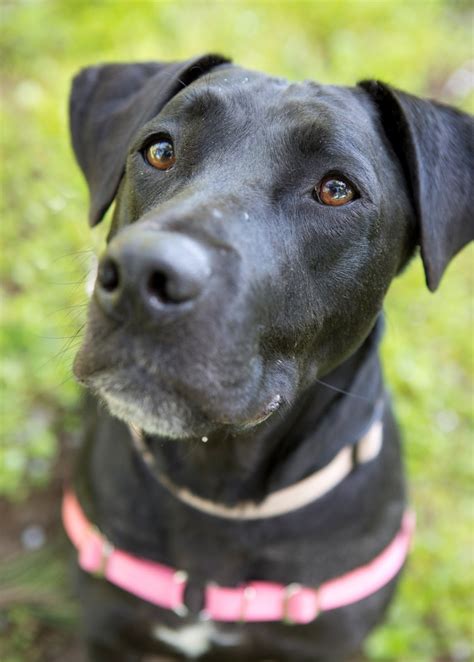 Shelter Dogs of Portland: " CELIA" a short adorable Black Lab type mix