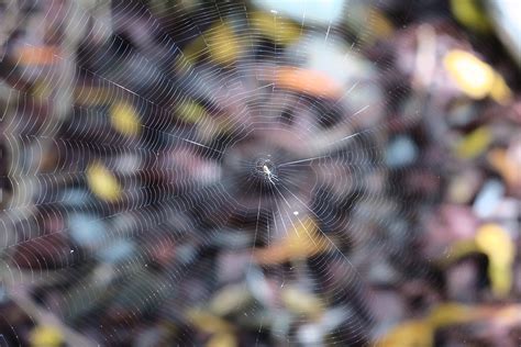 Galapagos Biodiversity Crustaceans Insects And Arachnids Chasing