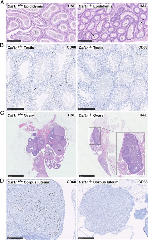 Histology of reproductive organs. Formalin-fixed and paraffin-embedded... | Download Scientific ...