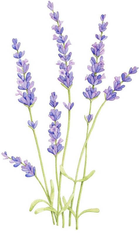 Lavender Flower Drawing Google Search Realistic Flower Drawing