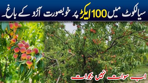 Largest Peach Gardens In Sialkot Aro Kay Bagh Bajwat Sialkot Youtube