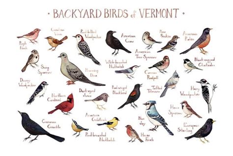 Design 80 Of Backyard Bird Identification Chart Theworldrevolvesaroundvee