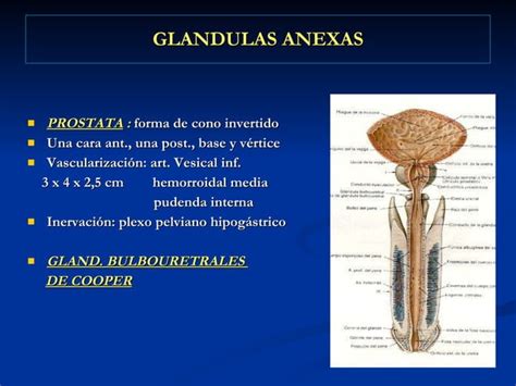 Clases A O Genital Masculino Ppt Descarga Gratuita