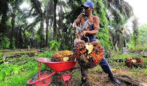 2 000 Hektare Kebun Karet Di Jambi Beralih Jadi Lahan Kelapa Sawit