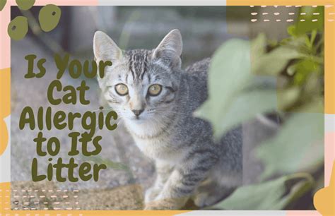 Is Your Cat Allergic to Its Litter? - OliveKnows