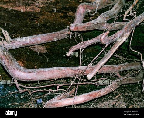 Muir Woods Redwood Trees And Forest Stock Photo Alamy