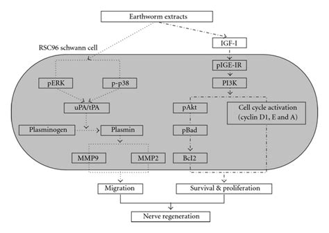 Schematic Model Of Migrative Survival And Proliferative Effects Of