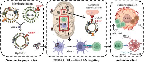 Schematic Illustration For The Mechanism Of T Cell‐based Immunotherapy