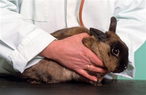 La Coccidiosis En Conejos S Ntomas Y Tratamiento