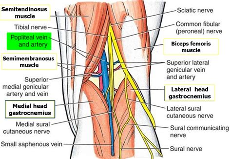 Popliteal Artery And Vein