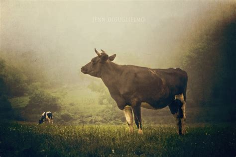 Animal Photography Fine art farm life photography Black and