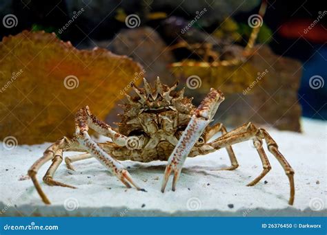 Huge Alaskan King Crab Stands in the Aquarium Stock Photo - Image of ...