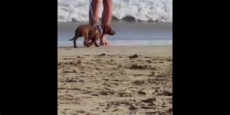 Il Y A Deux Types De Chiens Sur La Plage Blagues Et Les Meilleures