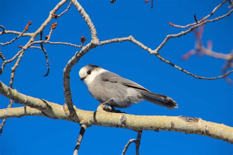 10 - AKA Gray Jay - Calgary Guardian