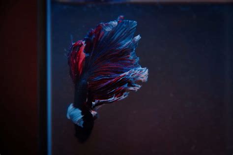 Tankmates for Betta: A Best to Worst Guide - Betta Source