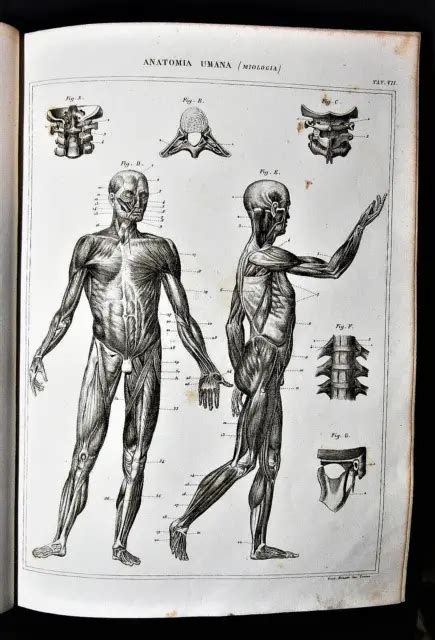 STAMPA ANTICA LITOGRAFIA Anatomia Umana Miologia Old Lithograph