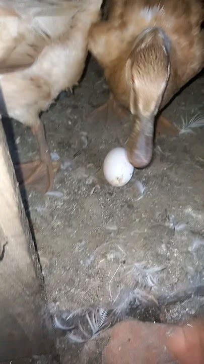 താറാവ് മുട്ട ⚪️🥚🥚🥚 Harvest Duckegg Shorts Duck Egg Harvesting ️👍🙏