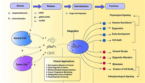 Circulating Nucleic Acids Schematic Representation Of Their Origins Download Scientific