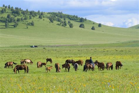 Chevaux De Prairie Image Stock Image Du Asie Prairie 9377691