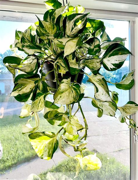 Marble Queen Pothos Care Guide Plus How To Identify And Propagate It Artofit