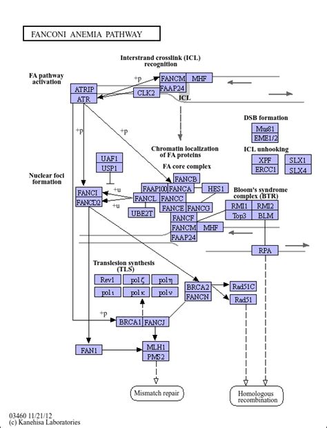 KEGG PATHWAY Fanconi Anemia Pathway