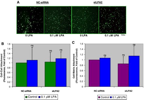 Lpa Receptor Mediates Lpa Induced Endometrial Cancer Invasion