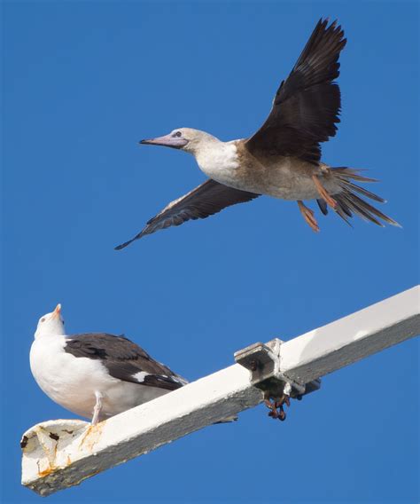 Cley Birds Photo Gallery