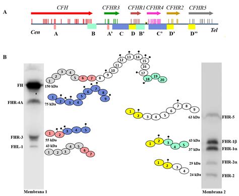 Contribution of functional and quantitative genetic variants of ... 