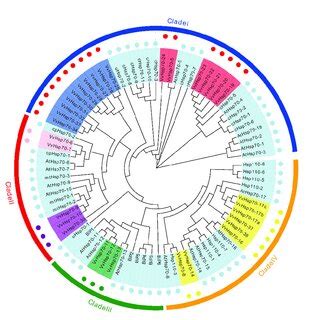 Phylogenetic Analysis Of VvHsp70 Proteins With Arabidopsis And Rice