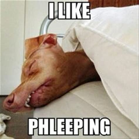 Funny Dog Memes Phteven Funny Dogs