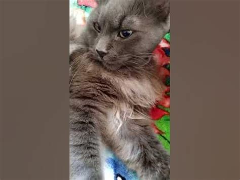 ОБИЖЕННЫЙ КОТИК. - YouTube